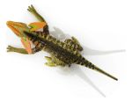 Imagen de Juguete Dinosaurio Dilophosaurus Control Remoto Terra 5años+ Verde Oscuro Mosca