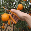 Imagen de Tijera de podar para fruta 7,5" - mi casa