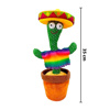 Imagen de Cactus bailarín Tuna Bailarina con sombrero